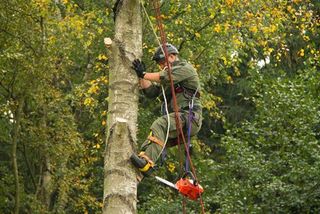 24-hour tree services