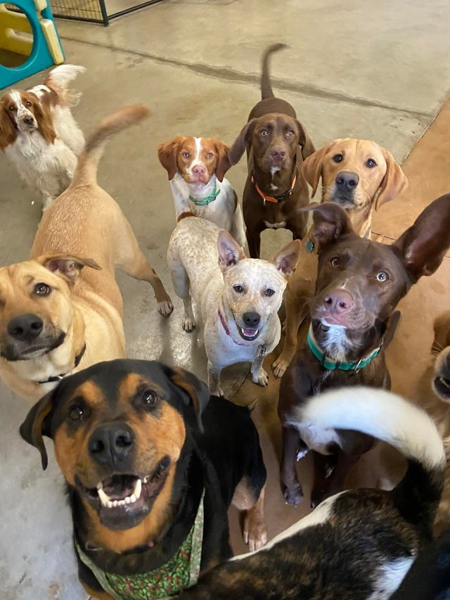 how much does it cost to start up a doggie daycare