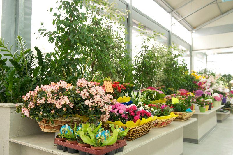 Fiori in vaso e recisi