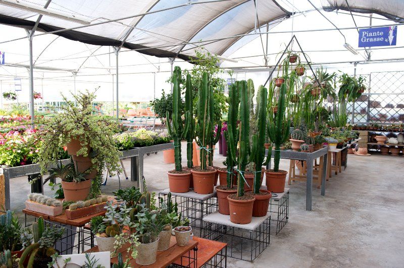 Cactus e piante in vaso