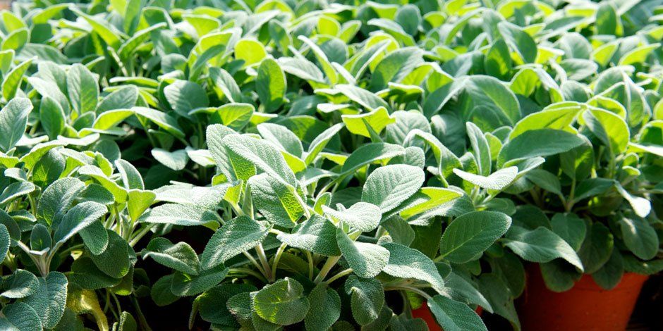 Particolare di piante da giardino