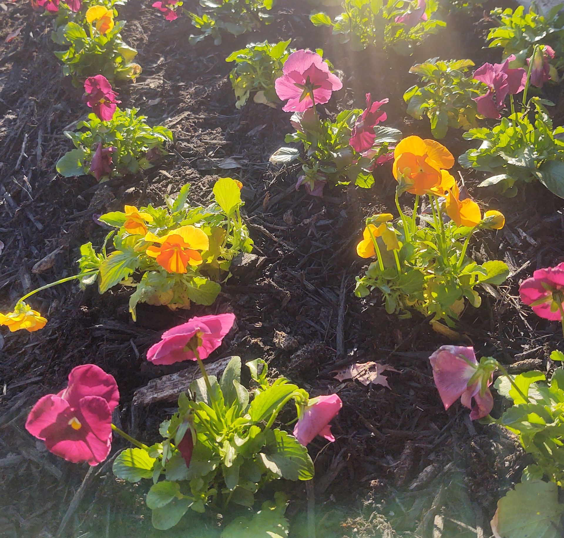 Landscape Design with Plants and Flowers — Memphis, TN — Serene Scenes Lawn and Landscape