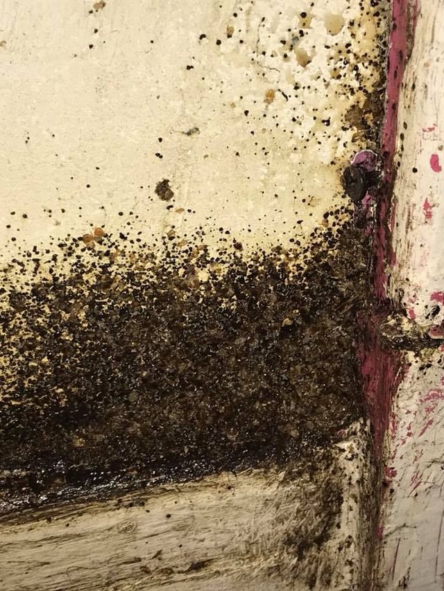 SECUR Extermination Inc. photo 8