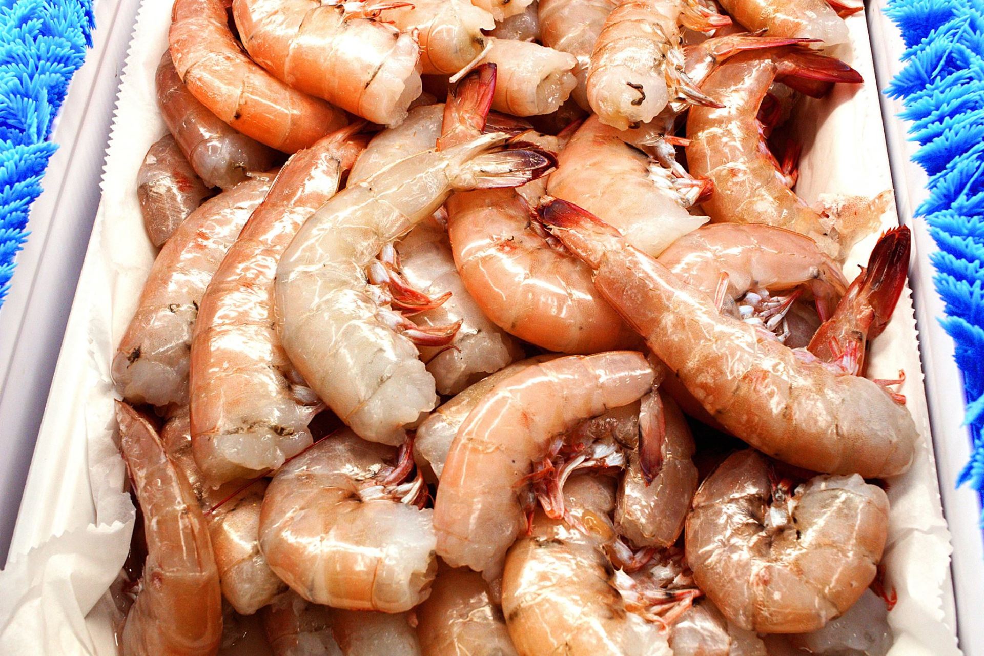 Close-up of raw shrimp, pinkish-orange, piled together in a white container.