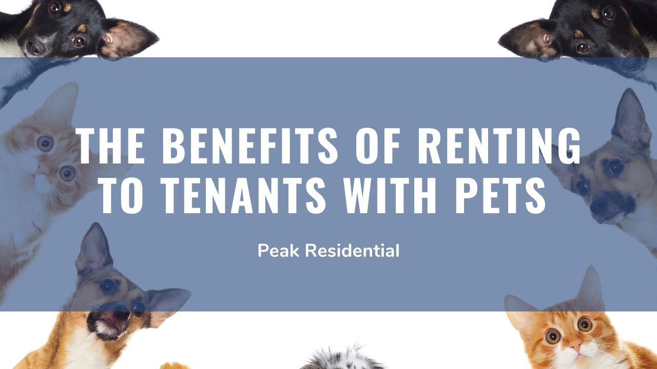 renting to pet owners