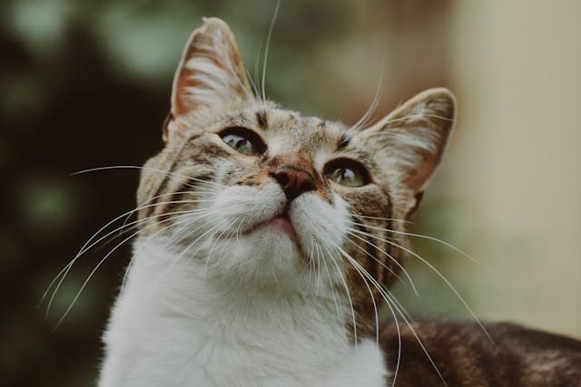 a+cat+looking+up