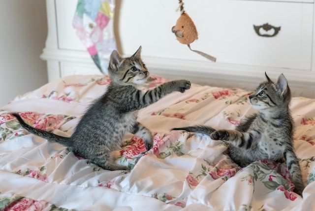 two cats playing with a feather toy