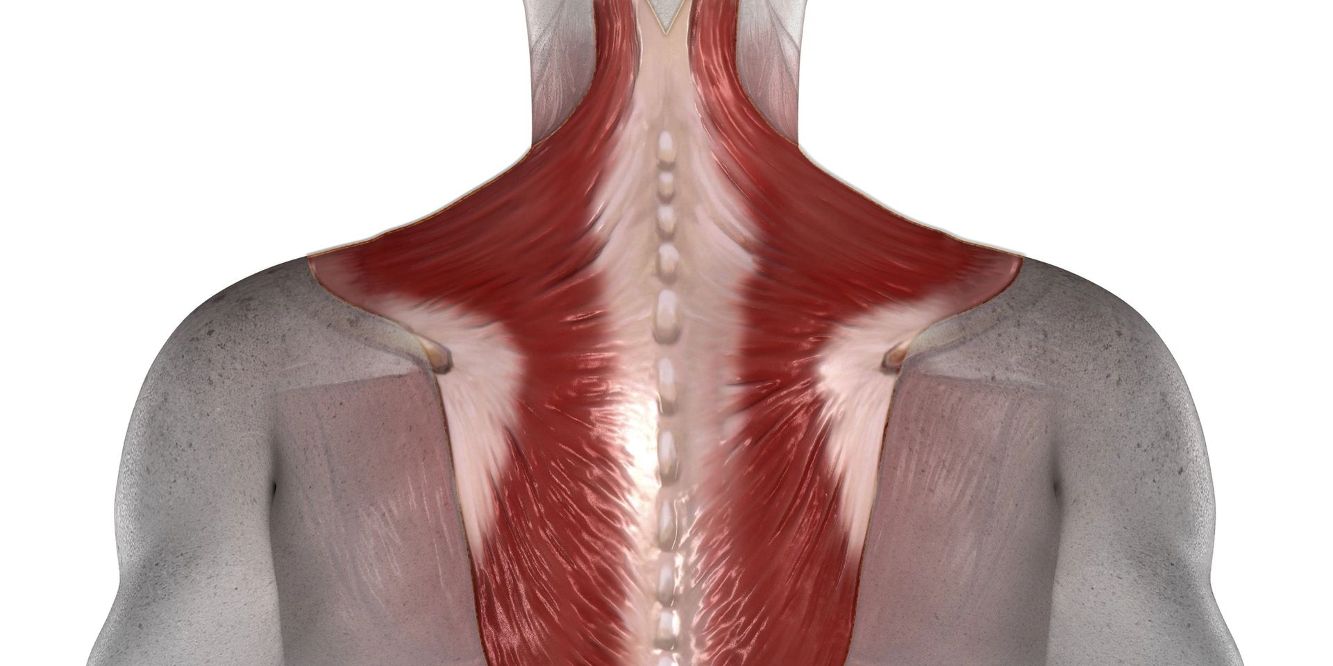 A close up of a person 's back and neck muscles.