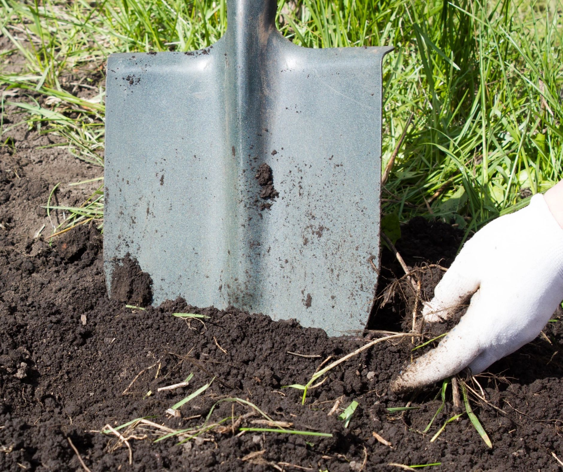 Shovel plunged into dark soil, hand in white glove clearing grass.