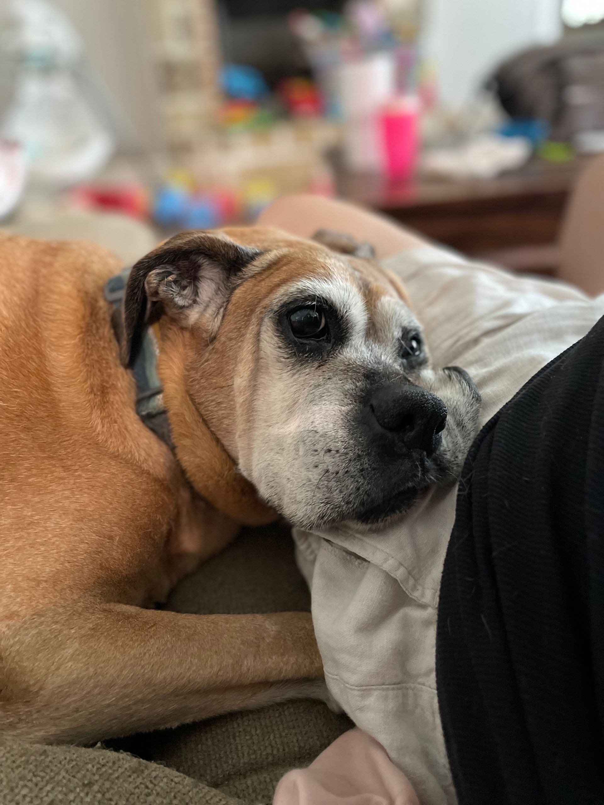 Boxer dog resting head on someone's lap, looking towards camera. Brown and white fur, in a home.