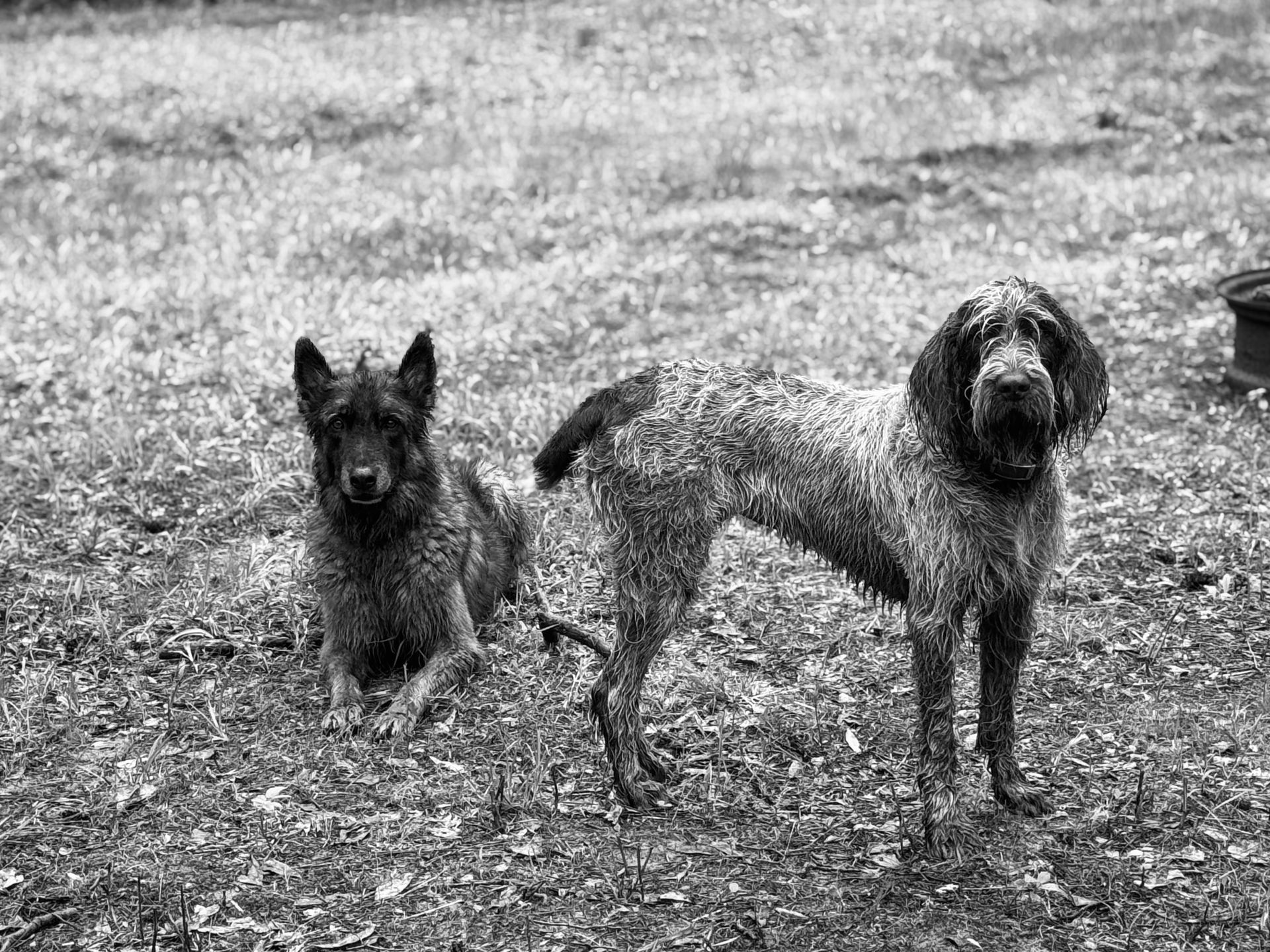 Two wet dogs, one lying, one standing, in grassy yard.