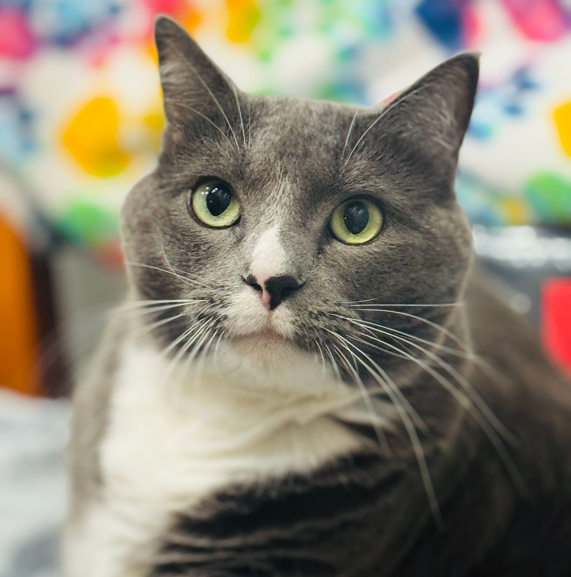 Gray and white cat with green eyes looks directly at the camera.