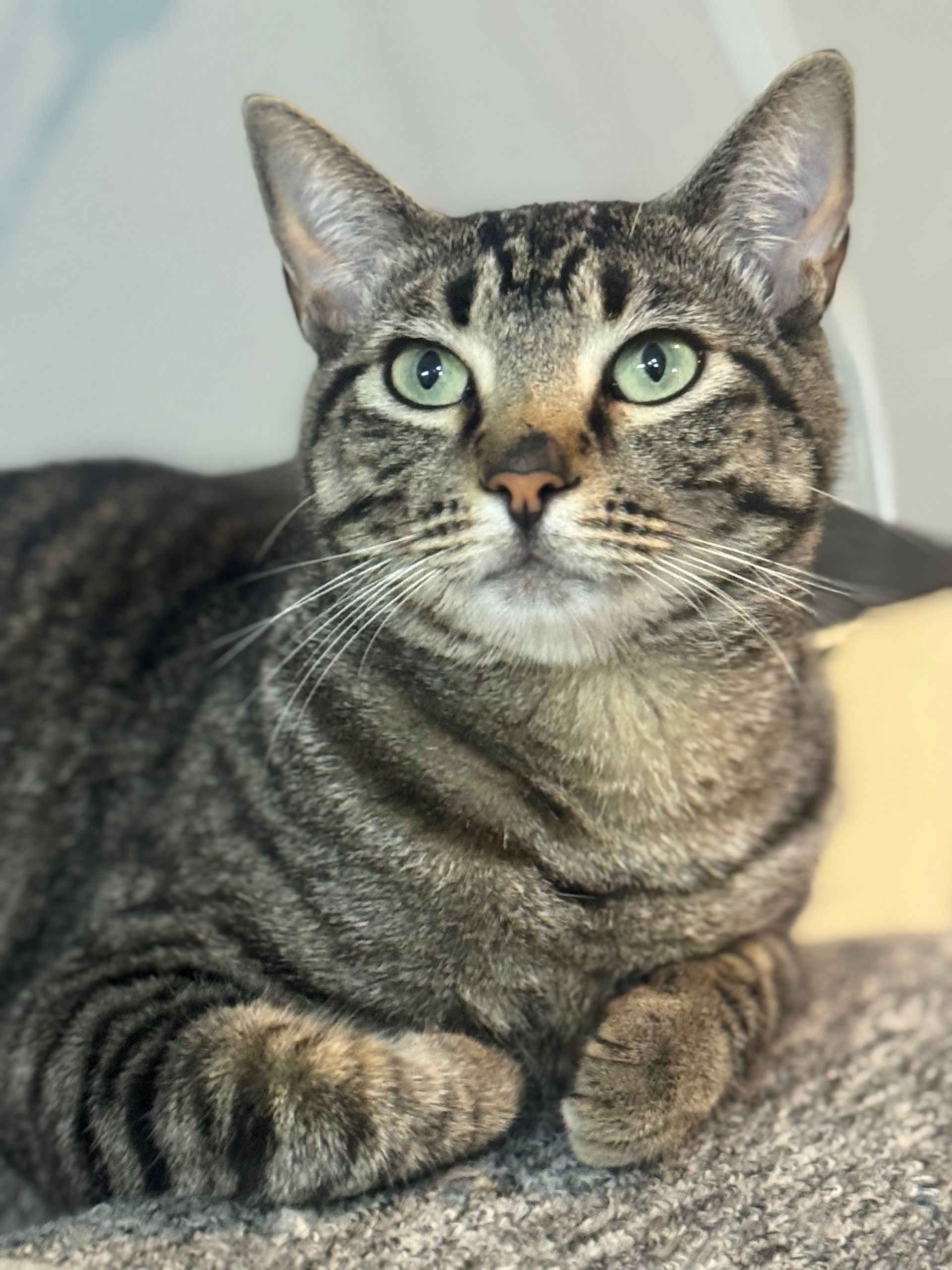 Tabby cat with green eyes looking directly at the viewer.