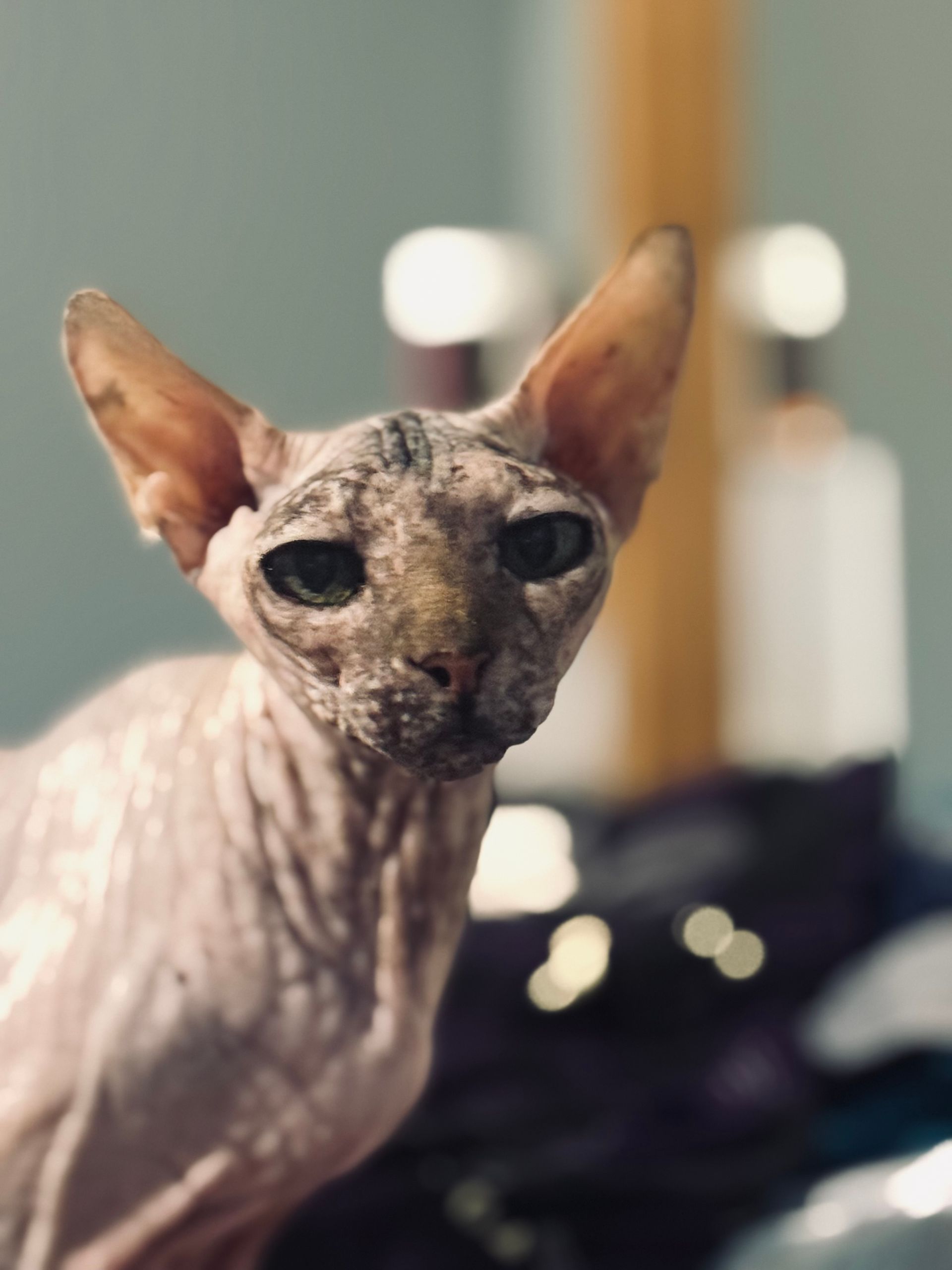 Sphynx cat with wrinkled skin, large ears, gazing forward. In a room, blurred background.