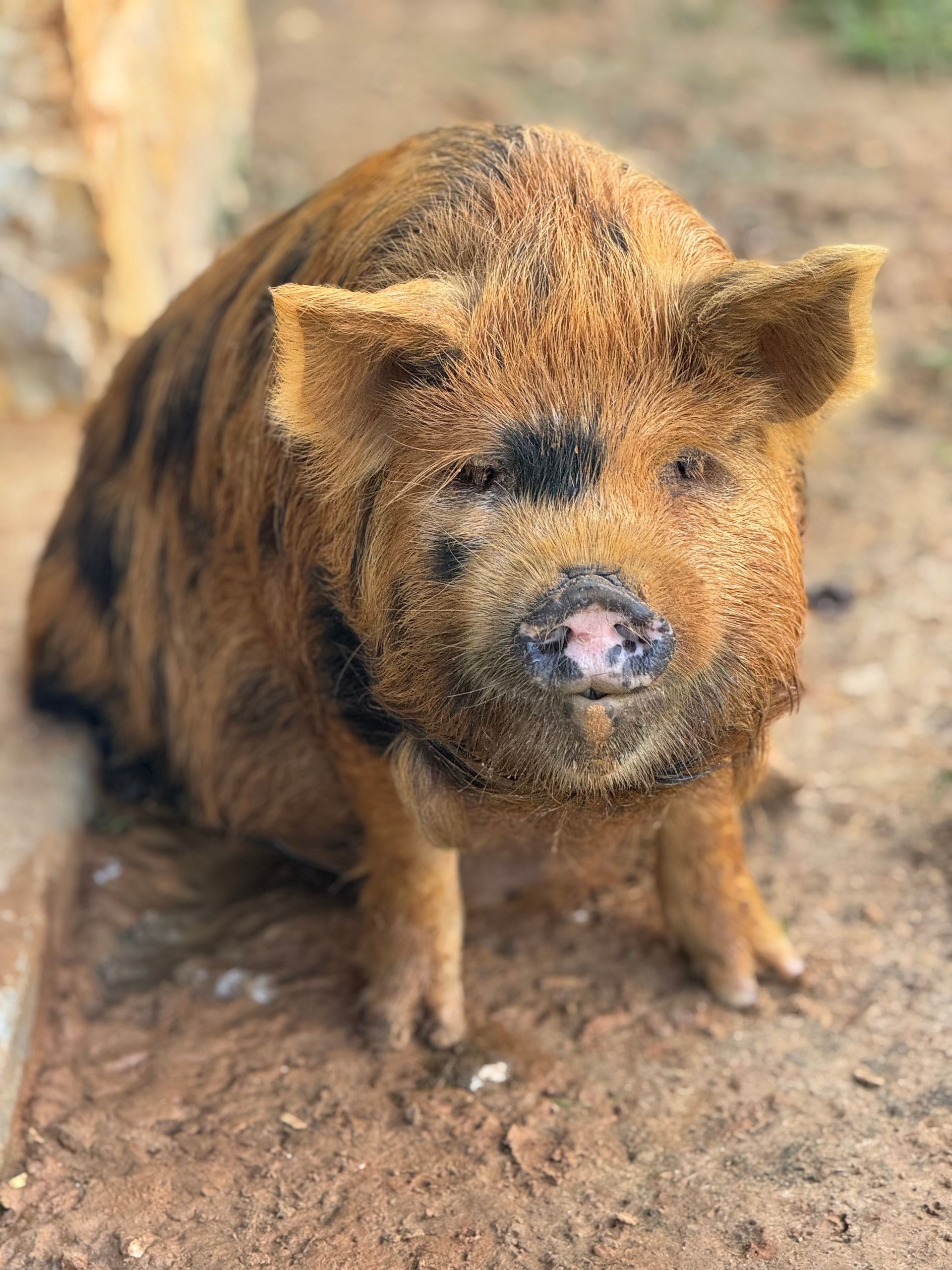 Brown and black pig sitting in dirt, looking directly at the viewer.