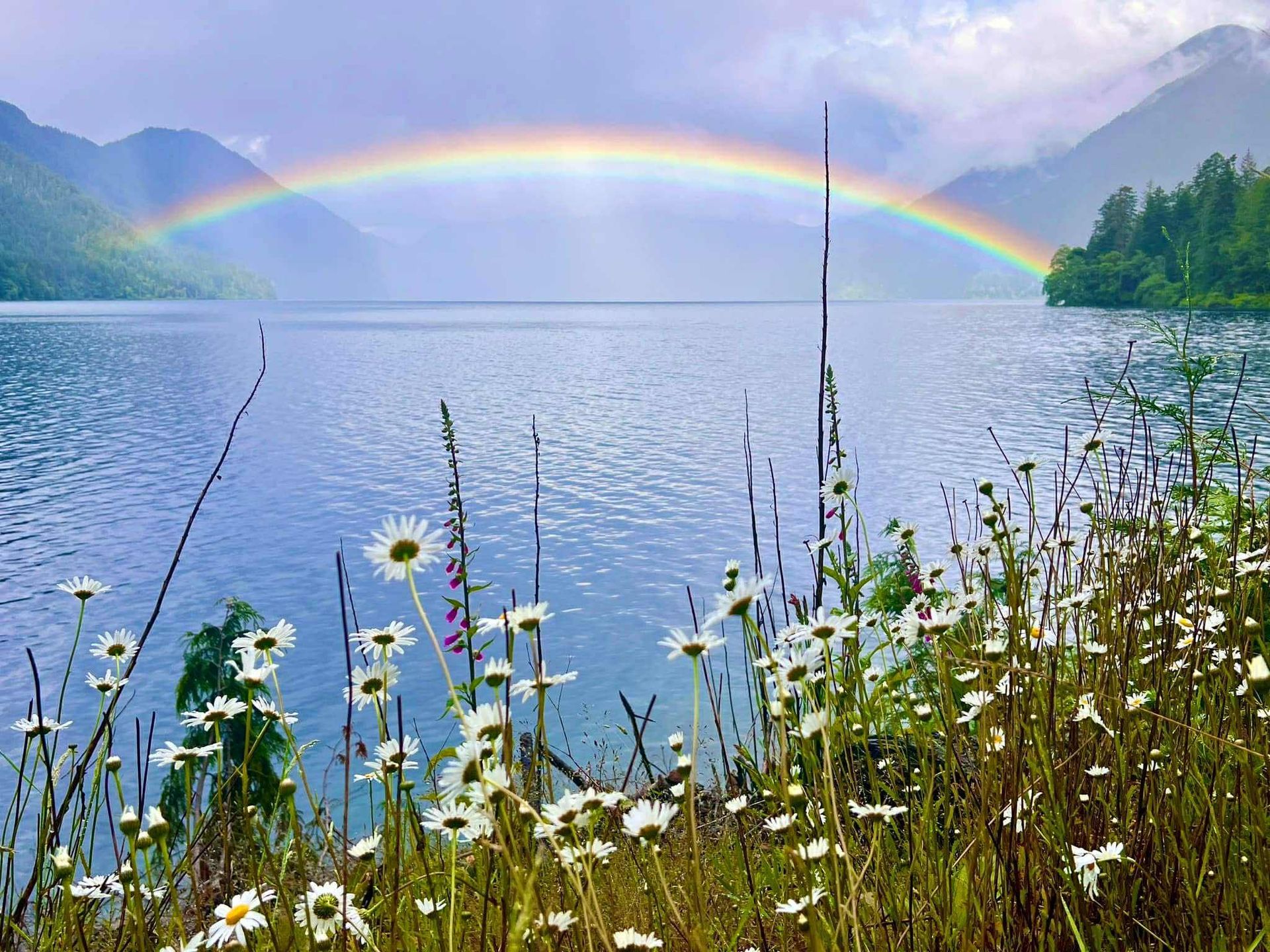 Rainbow arcs over a lake surrounded by green mountains; wildflowers in the foreground.