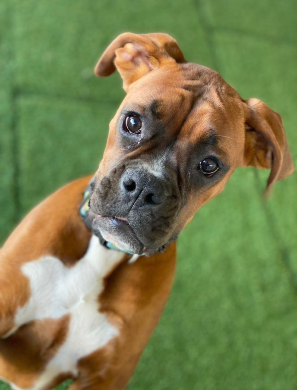Brown Boxer dog with white markings tilting its head, looking at the viewer. Green background.