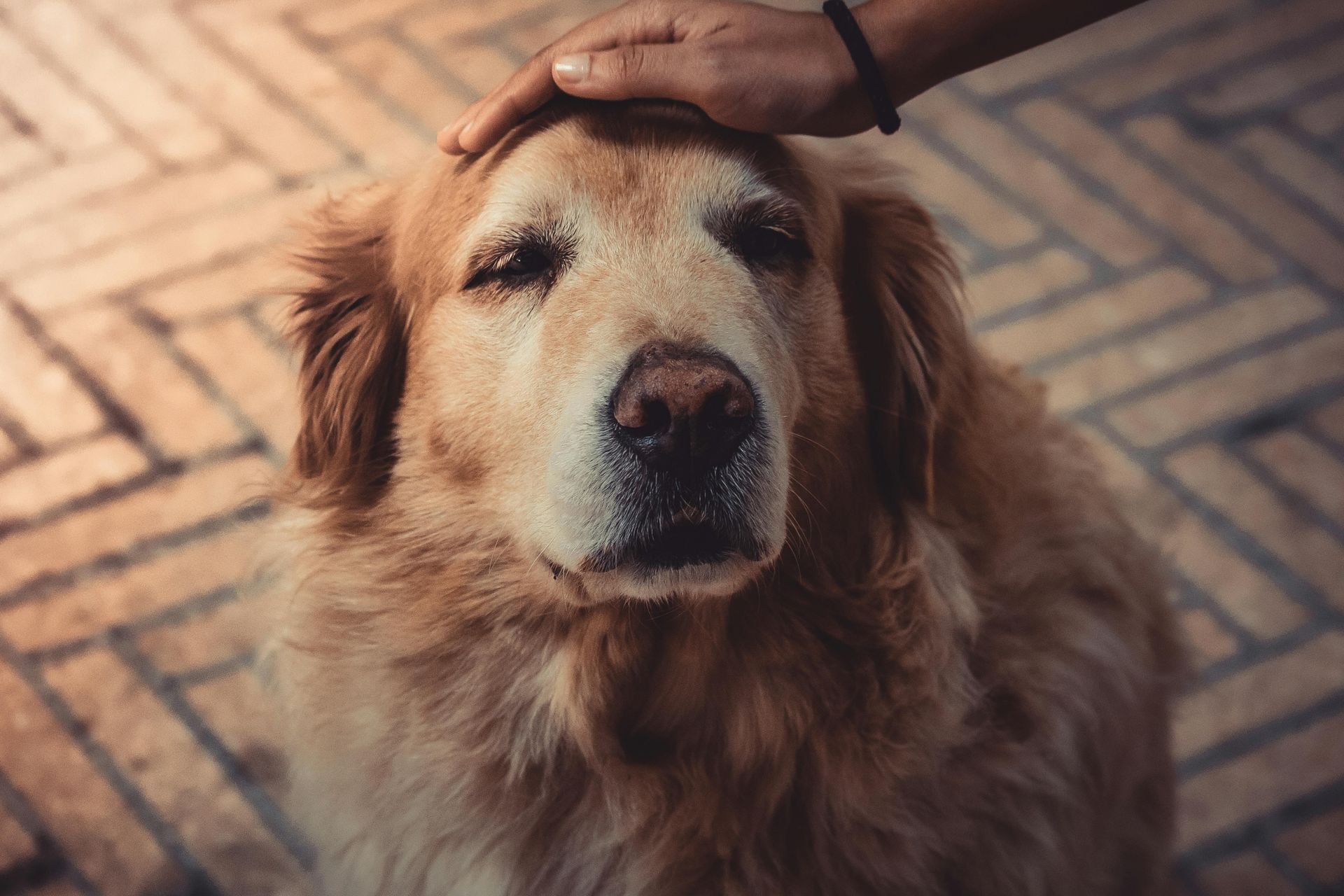 Golden Retriever being petted on the head; on a brick patio.