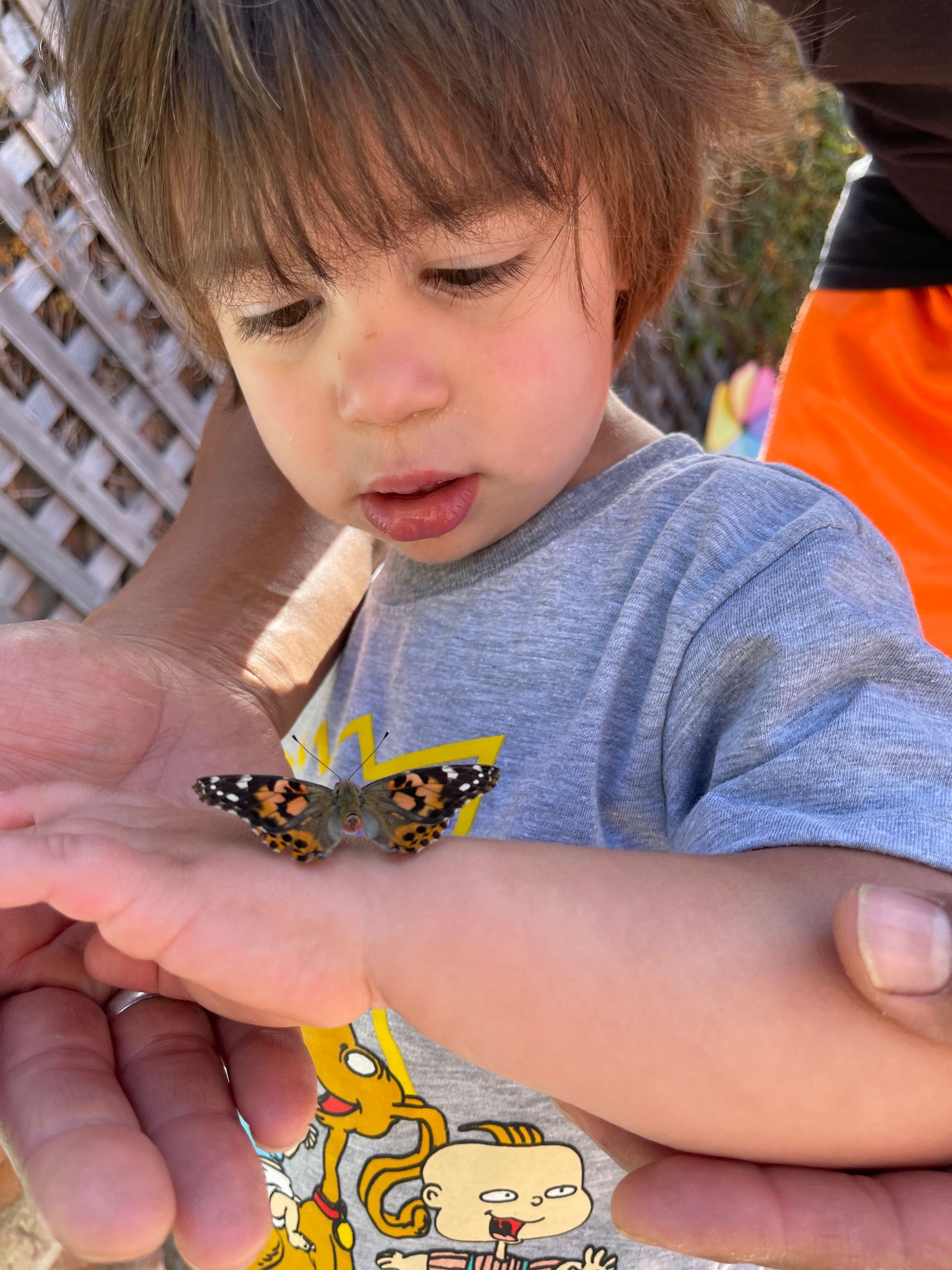 Child looking at butterfly on their hand, held by adult outdoors.
