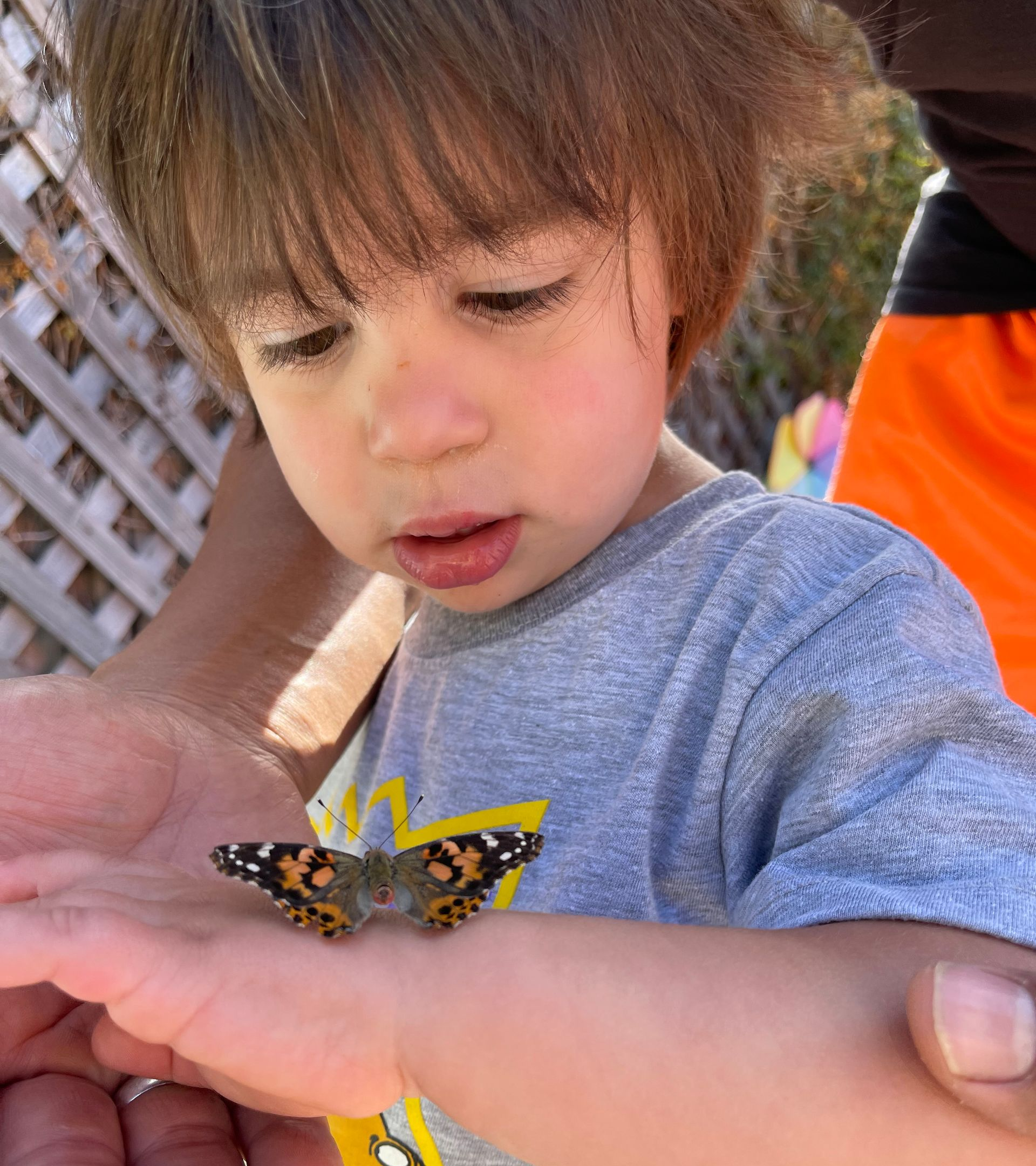 Young child looks at a butterfly resting on a hand.