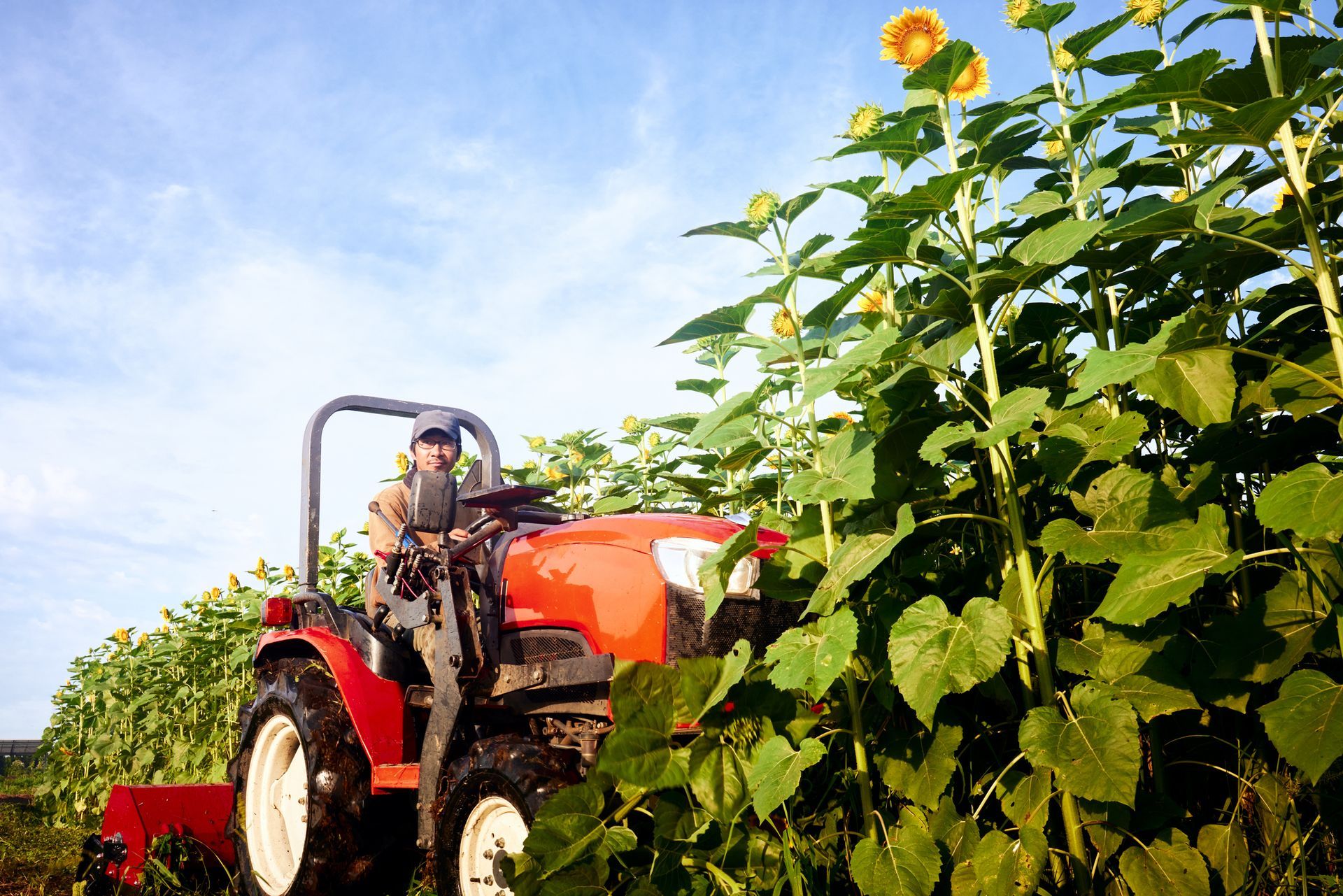 A farmer driving a red tractor to harvest sunflowers, showcasing reliable agricultural machinery.