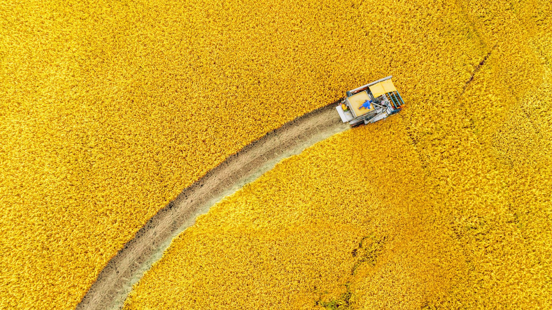 Aerial top view harvester machine working in rice fields, showcasing quality agricultural machinery.
