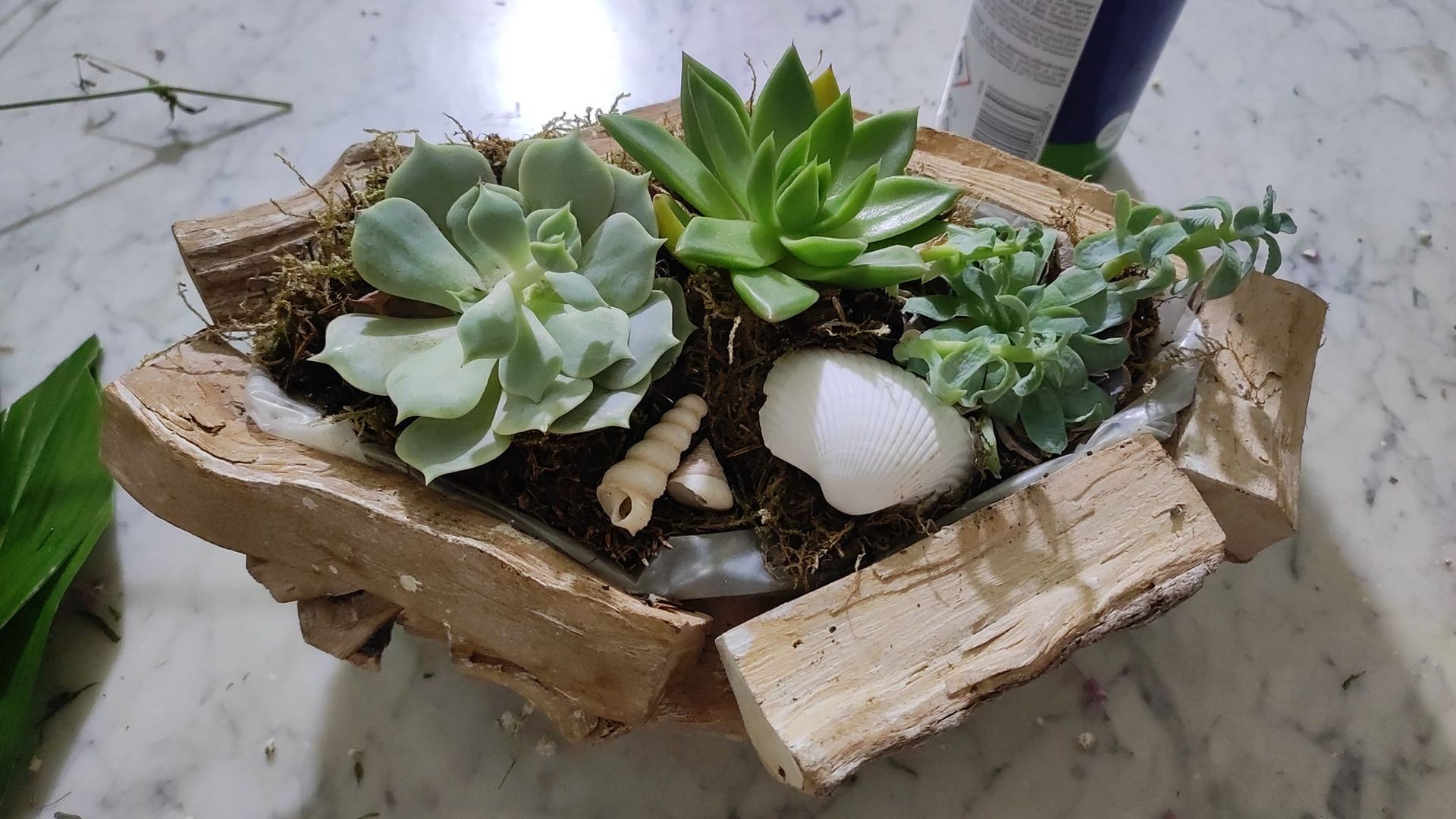 composizioni floreali in vaso