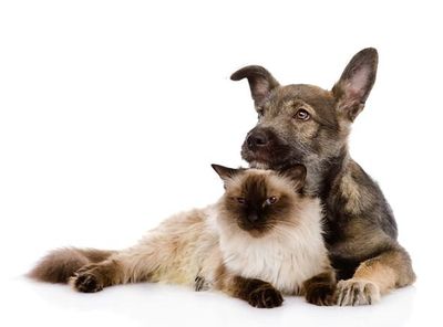 A puppy and a cat — Veterinary Hospital in Chino, CA