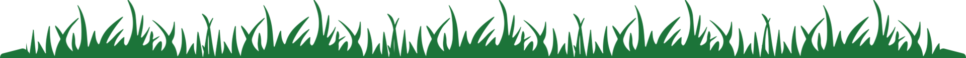 A row of tall green grass on a white background.