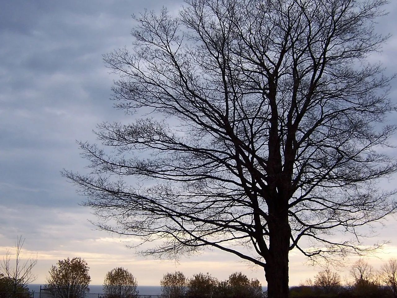 A tree without leaves is silhouetted against a cloudy sky