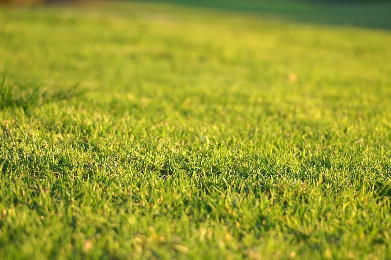 A close up of a lush green field of grass.