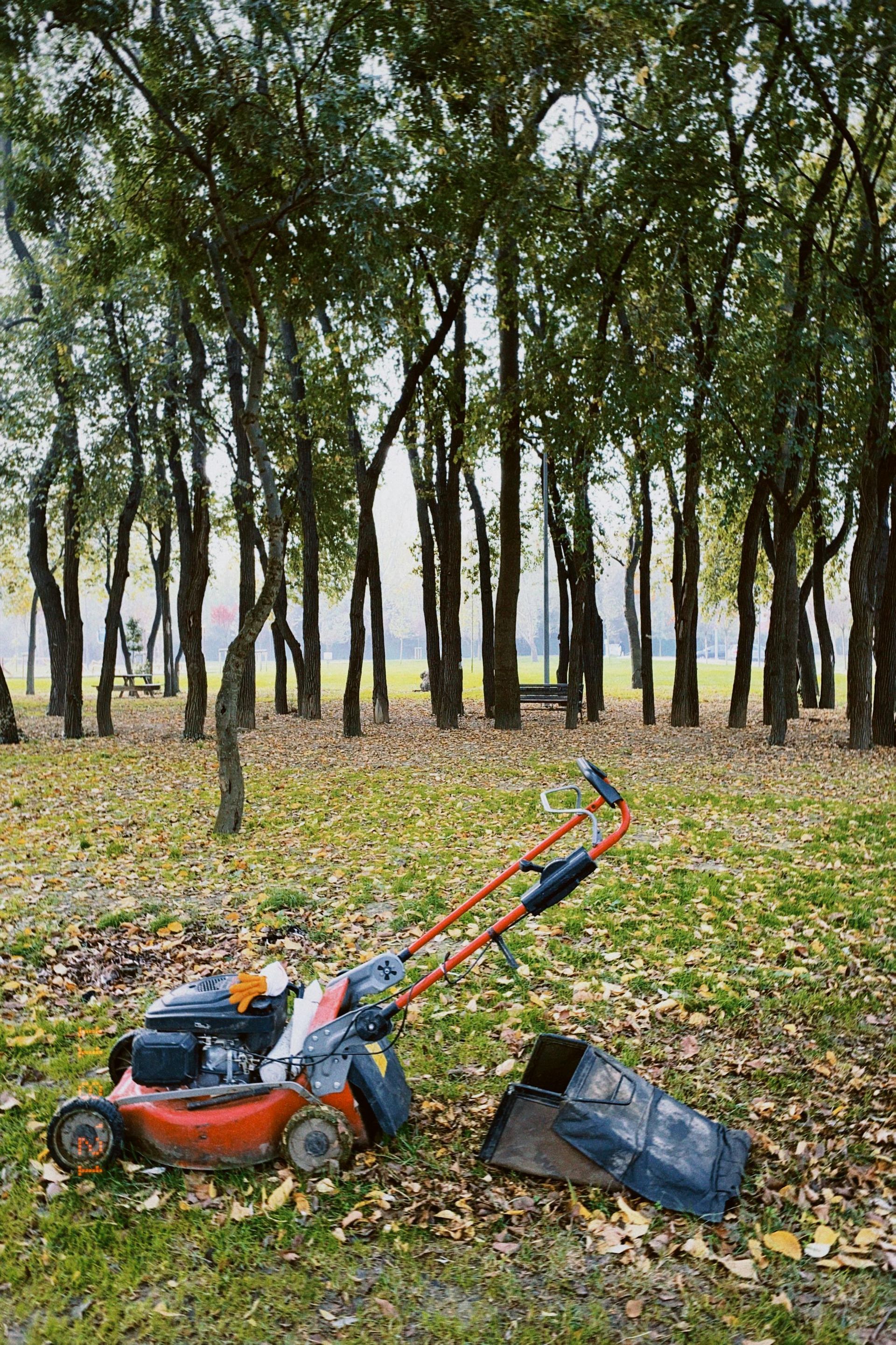 Lawnmower on a grassy area with fallen leaves, tall trees in the background.