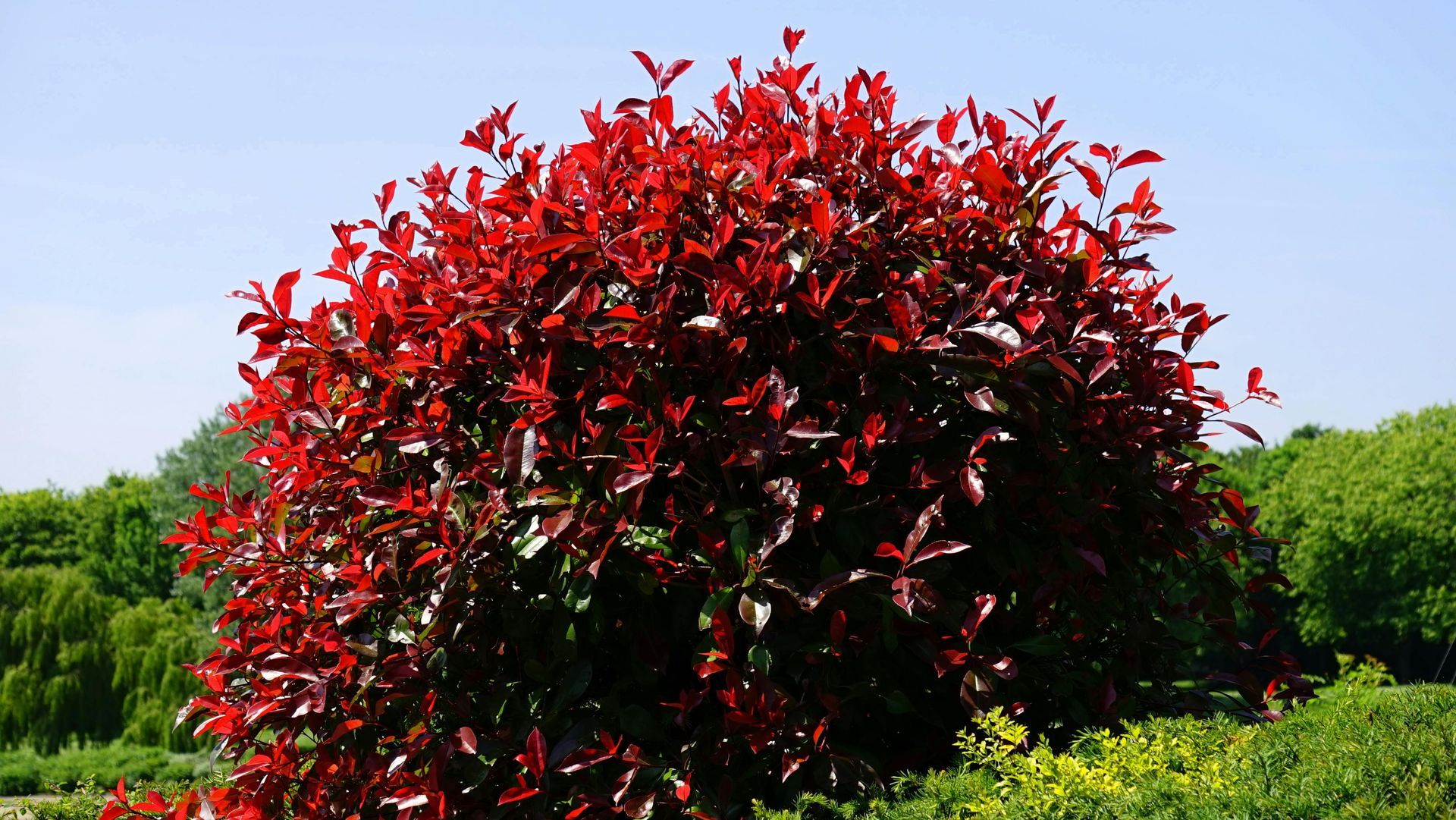 Bush with vibrant red leaves against a blue sky and green foliage.