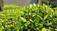 Green leafy bushes in bright sunlight, likely outdoors.