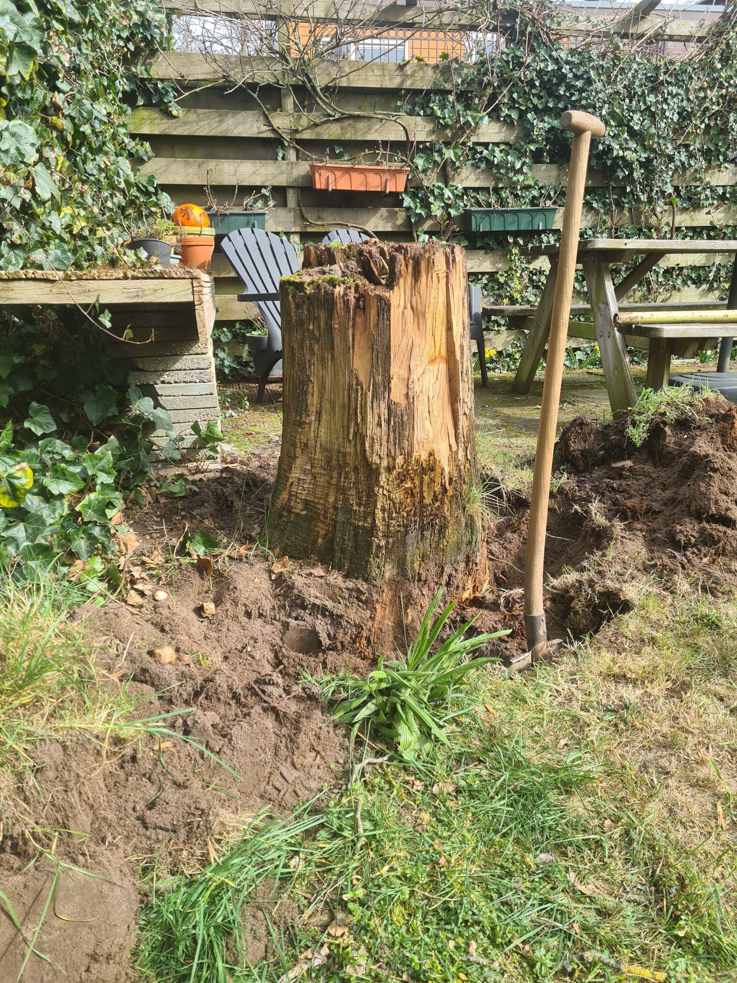 Boomstronk verwijderen Den Bosch