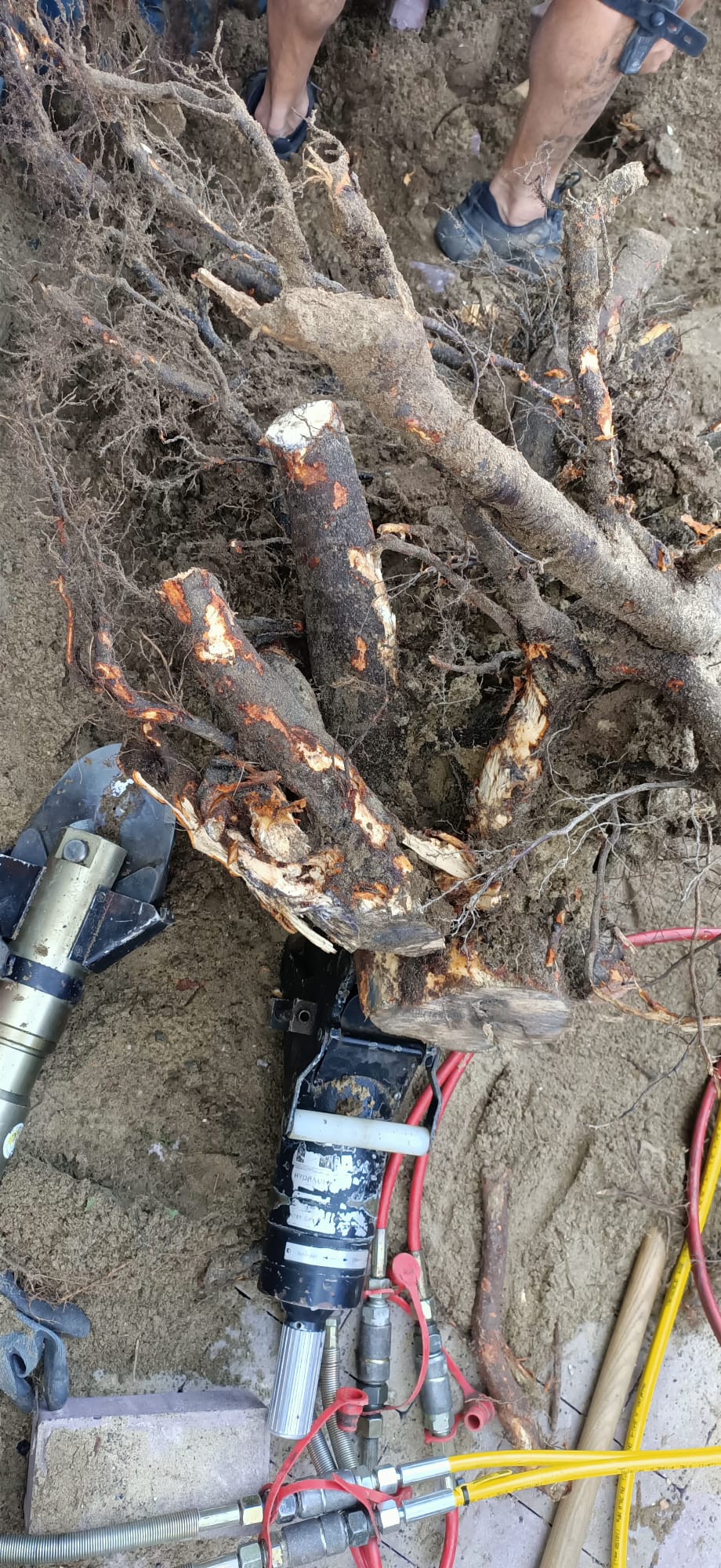 Boomstronk verwijderen Rosmalen