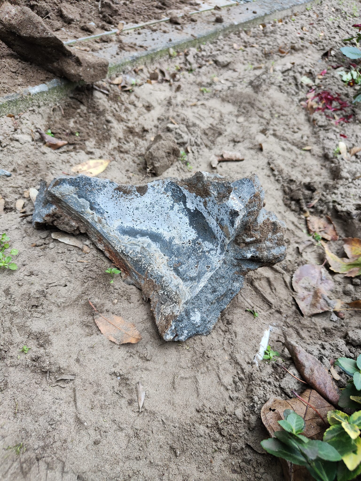 Wortel ingroei riool Den Bosch