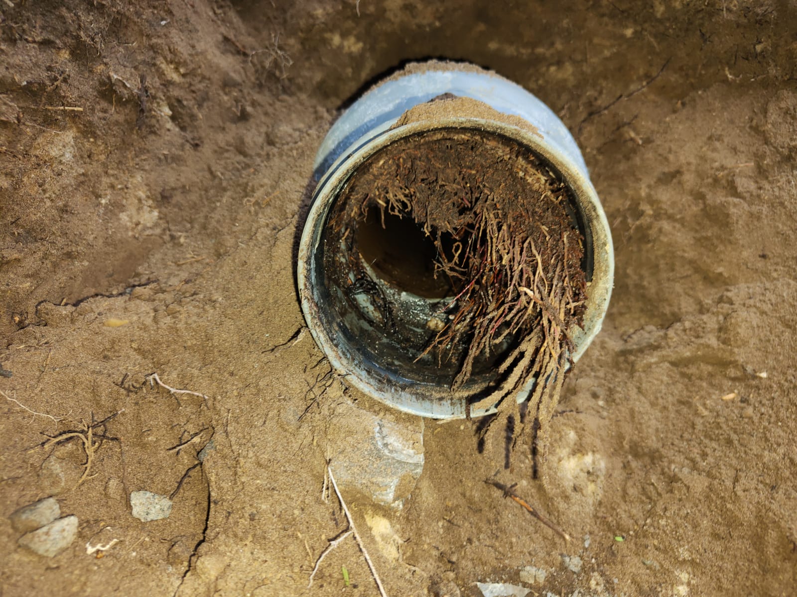 Wortel ingroei riool Den Bosch