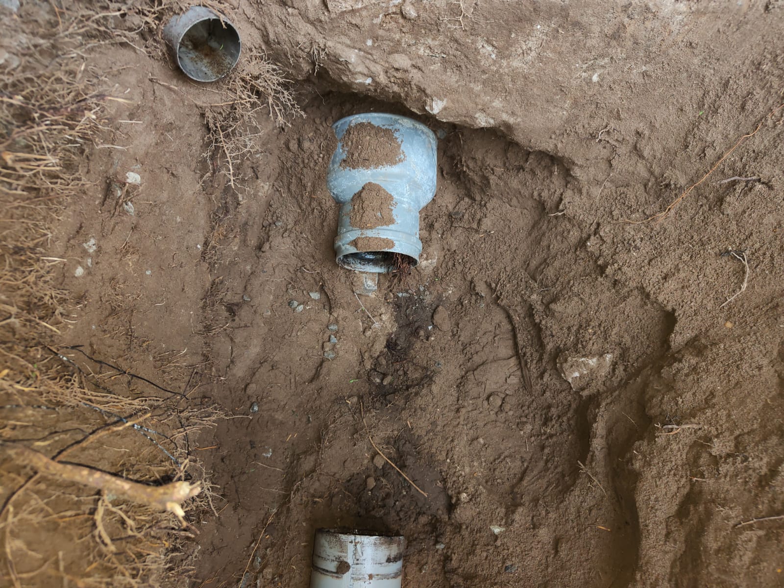 Wortel ingroei riool Den Bosch