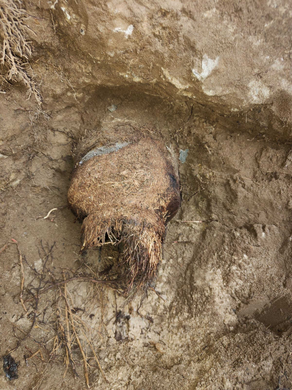 Wortel ingroei riool Den Bosch