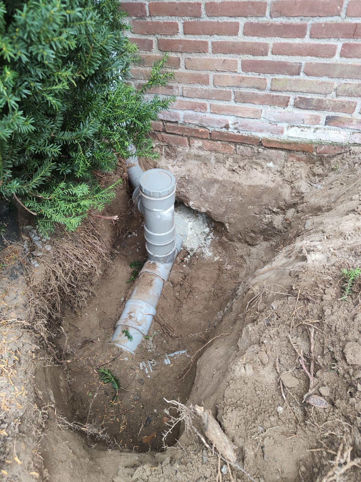 Wortel ingroei riool Den Bosch