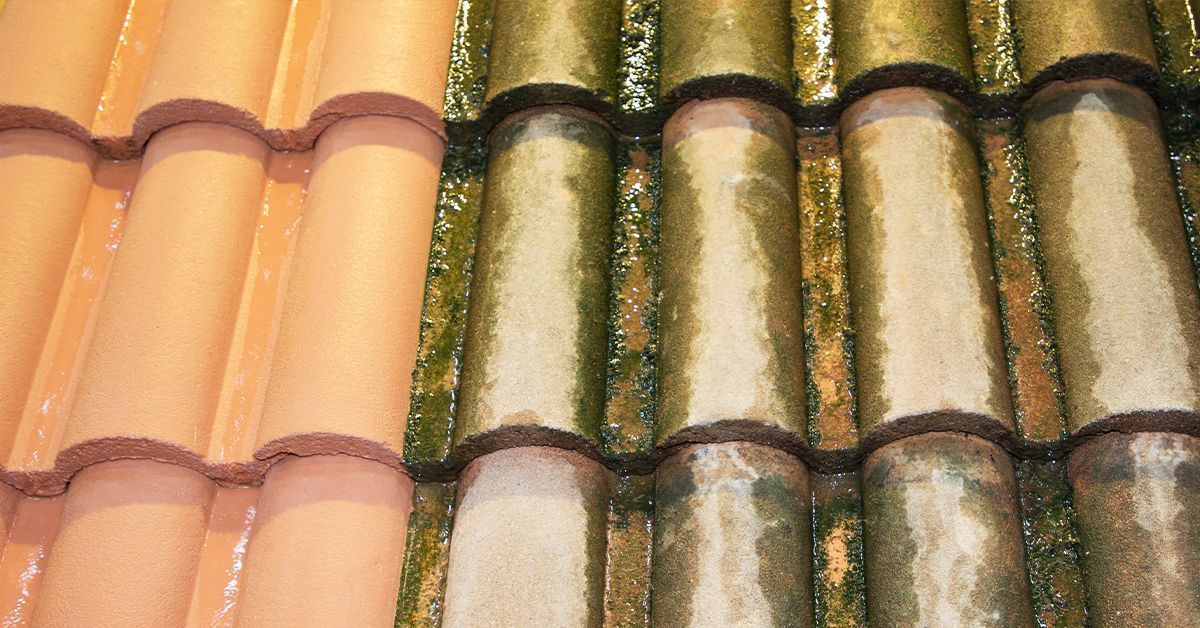 Before and after washing a moldy roof