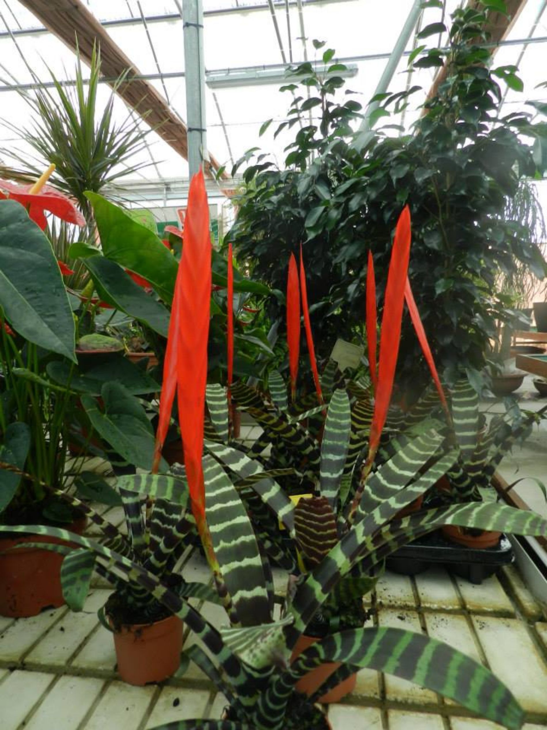 esposizione piante in serra