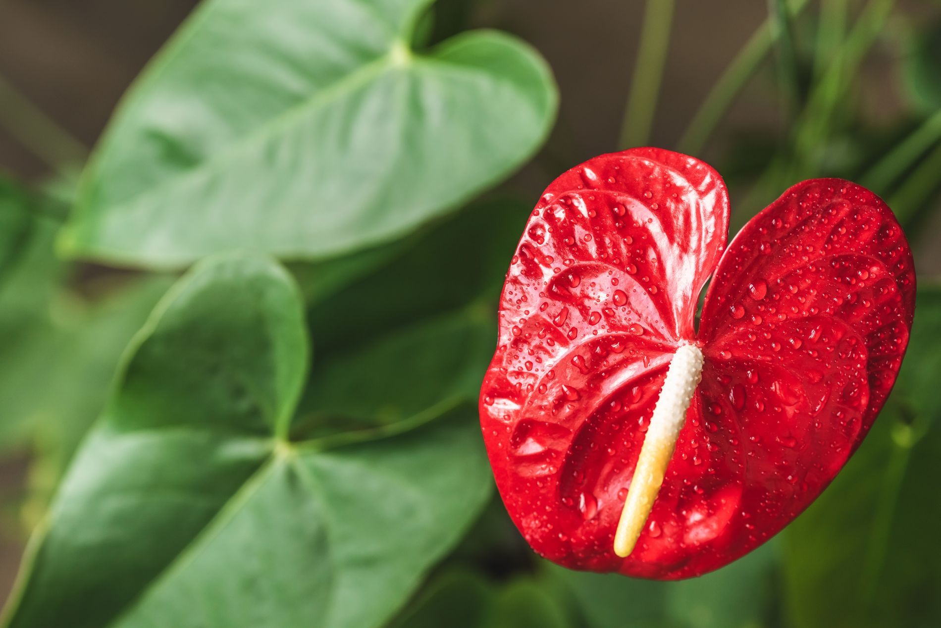 Anthurium