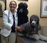 Experienced Veterinarian Selden Ny Middle Country Animal Hospital