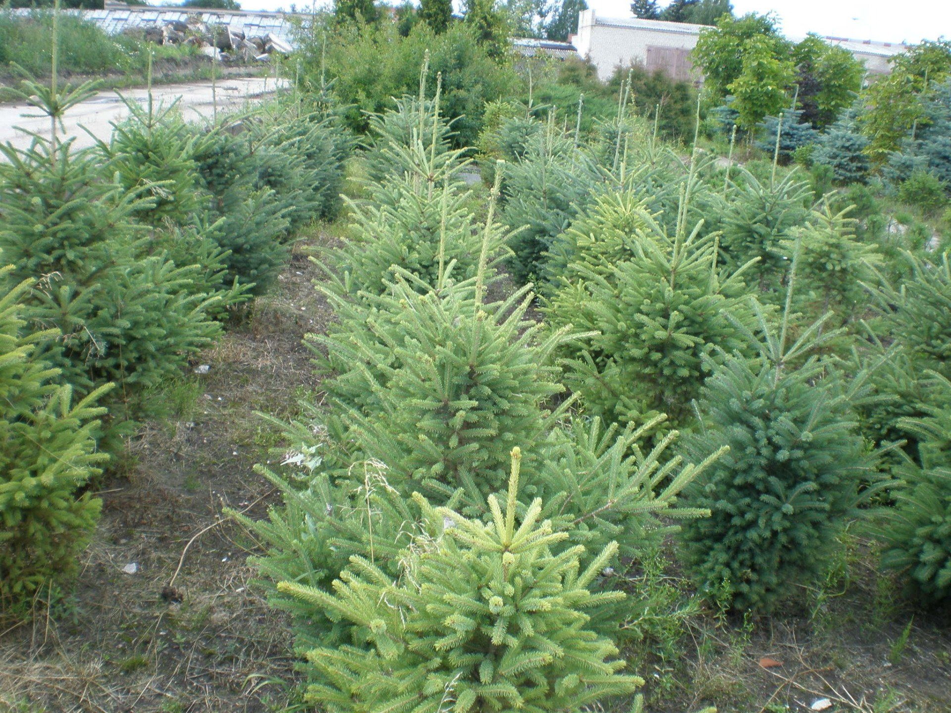 Dekoratyvinių augalų sodinimas