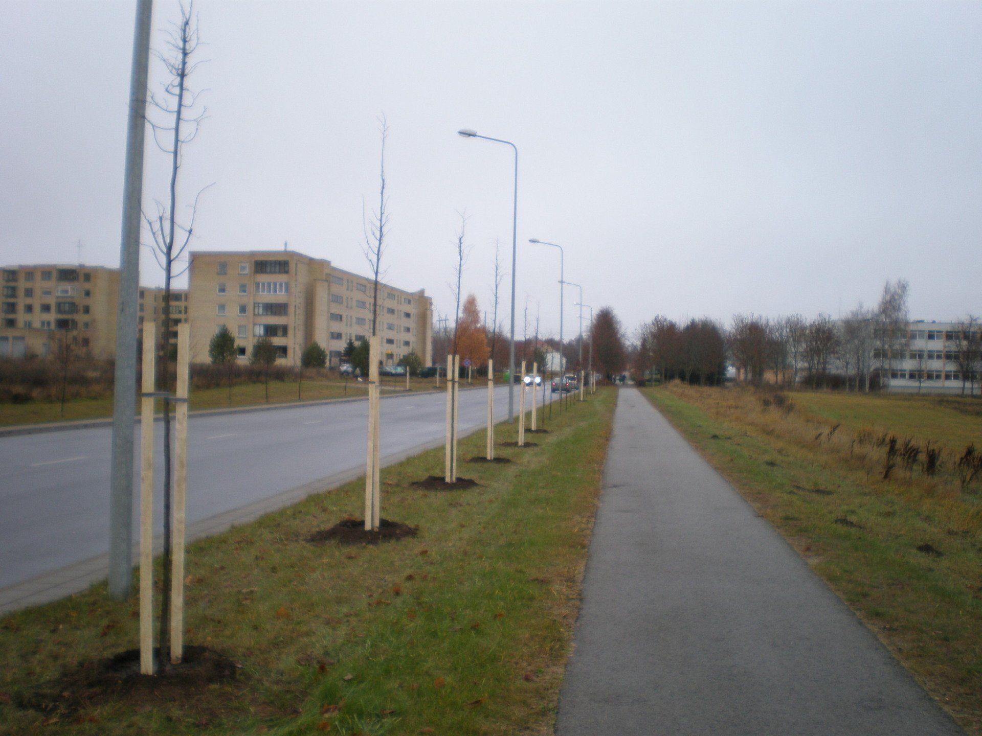Dekoratyvinių augalų sodinimas