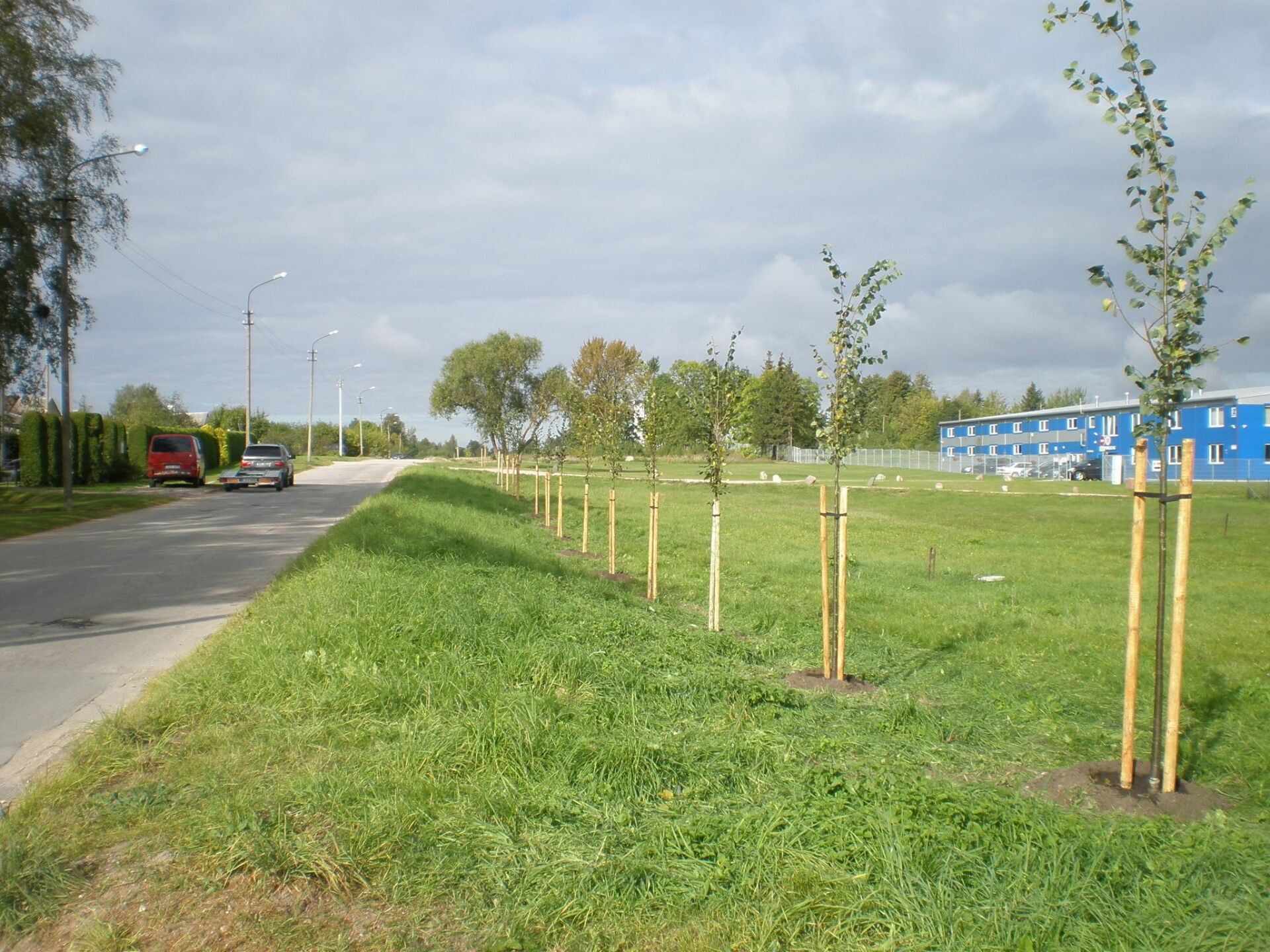 Dekoratyvinių augalų sodinimas