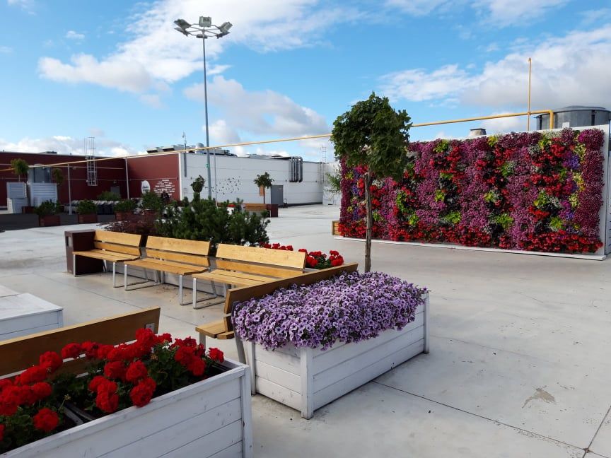 Dekoratyvinių augalų sodinimas