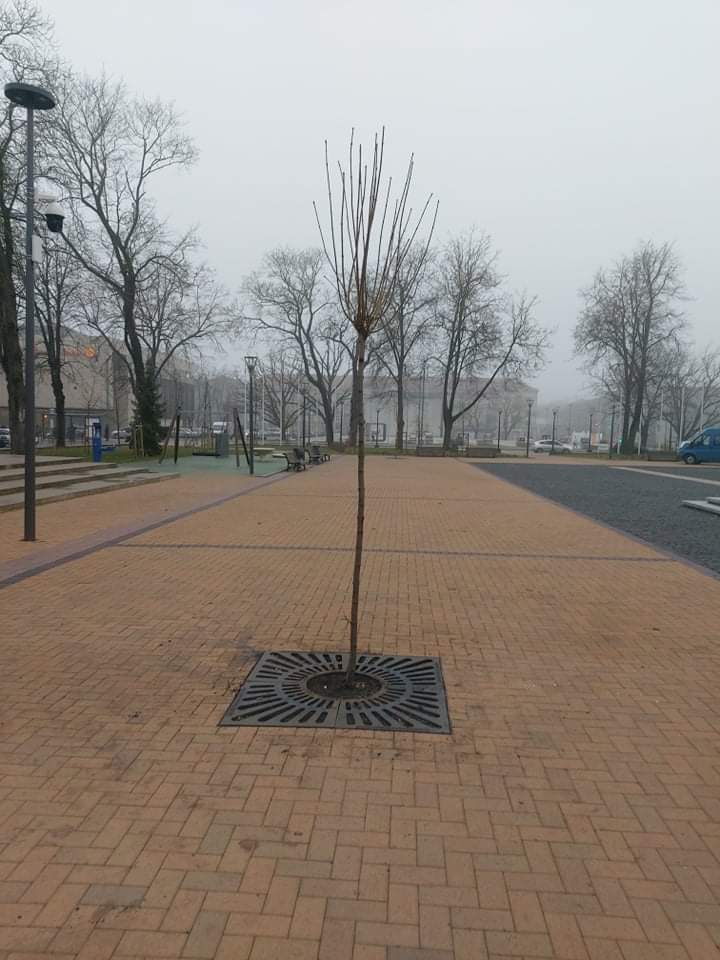 Dekoratyvinių augalų sodinimas